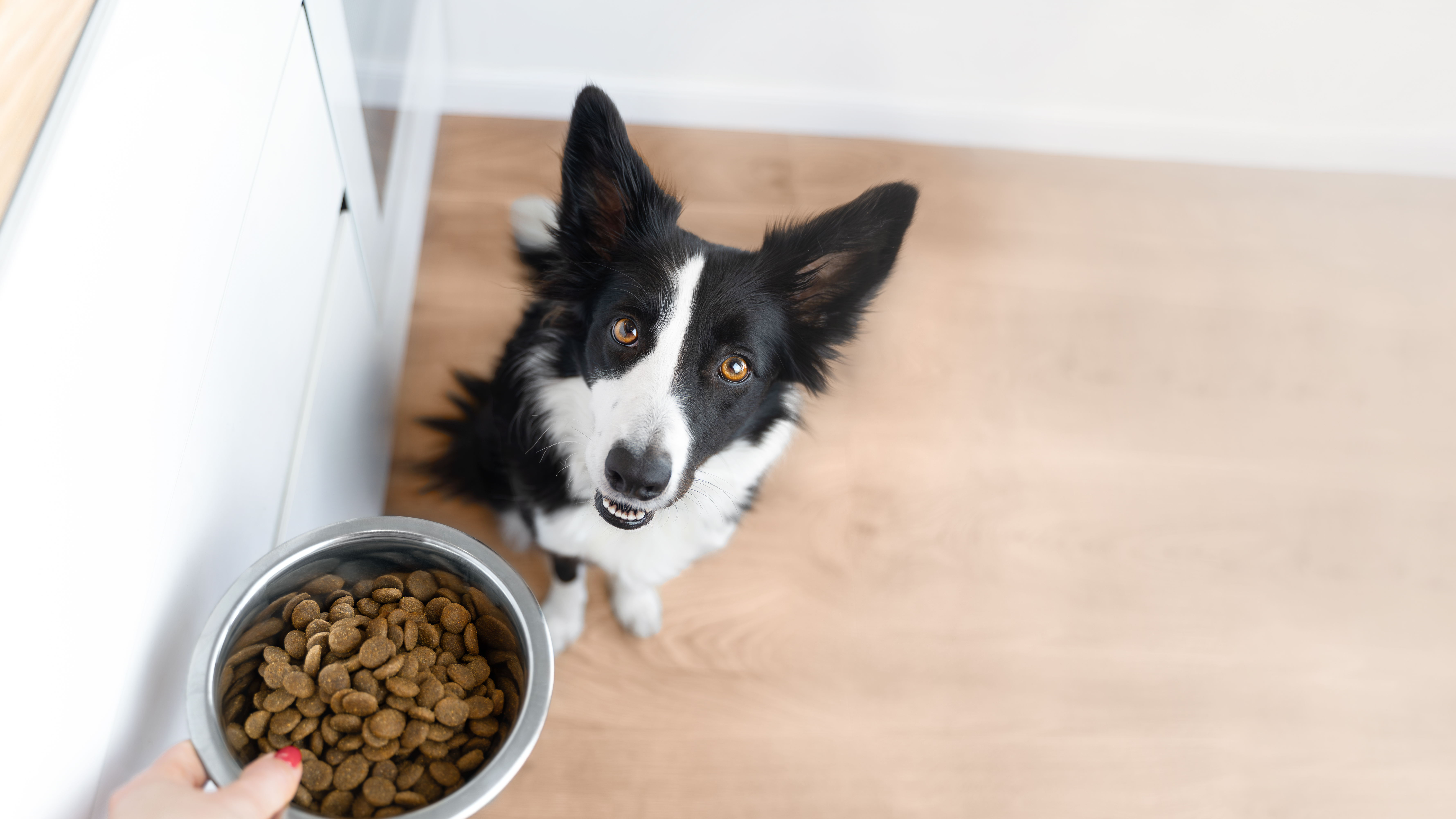 Pet enjoying nutrition guidance